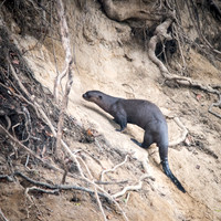 Giant Amazon River Otter -2