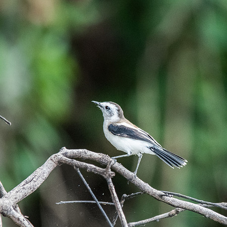 Pied Water Tyrant