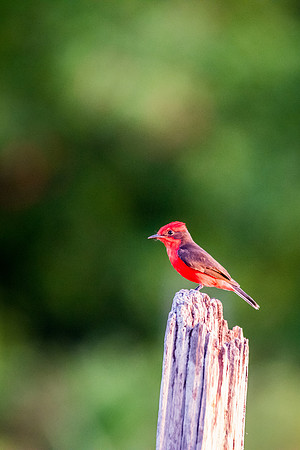 Vermilion Flycatcher -2
