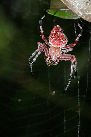 Red Spider with Prey  -1