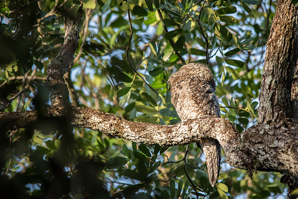 Great Potoo -1