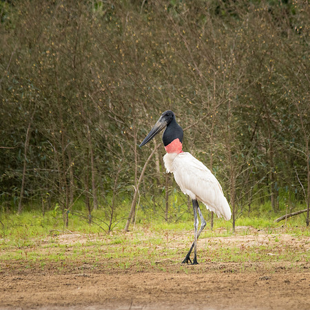 Jabiru Stork  -4