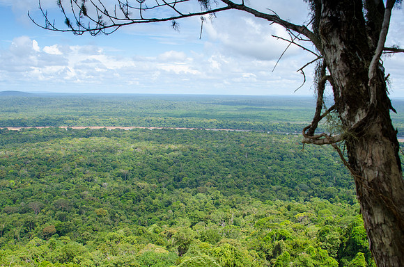 Iwokrama Forest -1