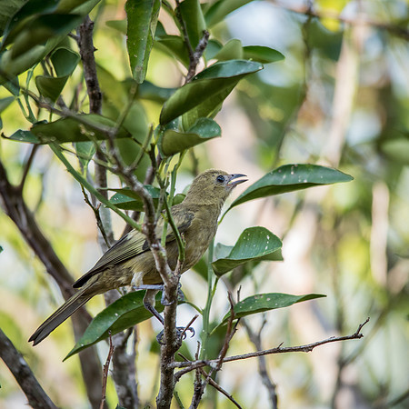 Palm Tanager -2