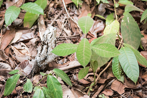 Common Potoo Young -1