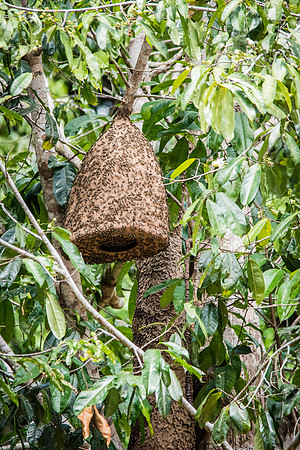 Wasps Nest