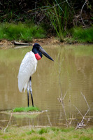 Jabiru Stork -1