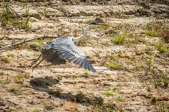 Cocoi Heron -2