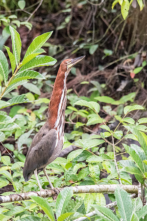 Rufescent Tiger Heron -2