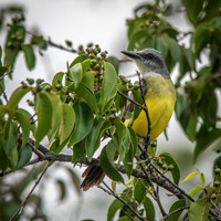 Tropical Kingbird -1