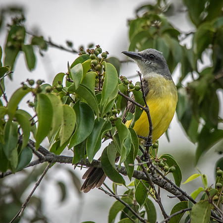 Tropical Kingbird -1