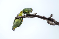 Orange Winged Parrots -1