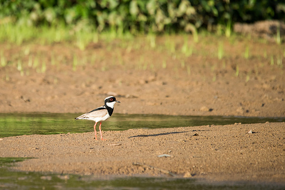 Pied Plover -2