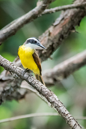 Rusty Margin Flycatcher -1