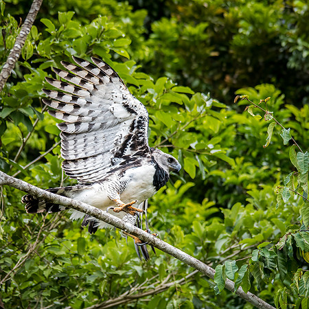 Harpy Eagle Flying -1