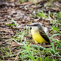 Tropical Kingbird -2