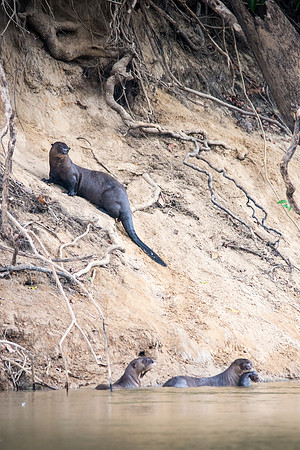 Giant Amazon River Otter - family