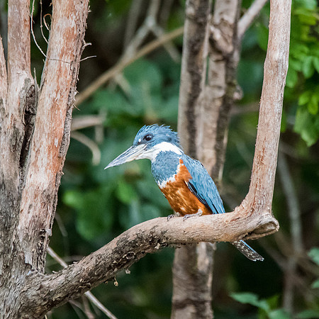 Ringed Kingfisher -3