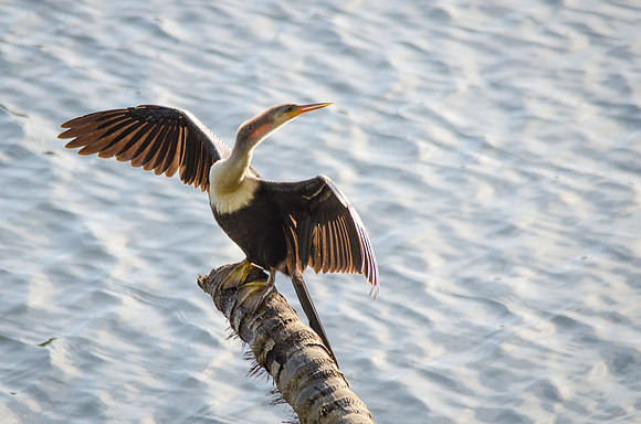 Anhinga -8