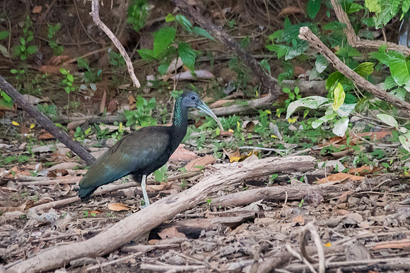 Green Ibis