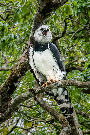 Harpy Eagle Perching -3