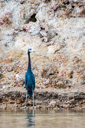 Little Blue Heron