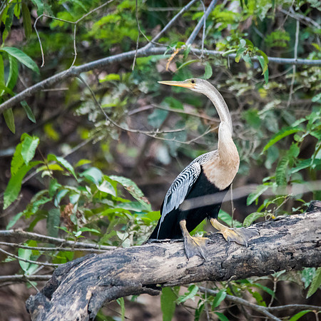 Anhinga -1