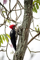 Lineated Woodpecker