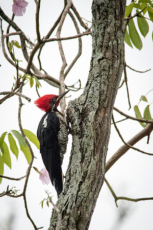 Lineated Woodpecker
