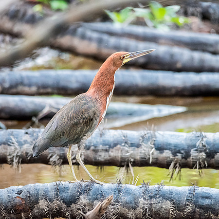 Rufescent Tiger Heron -1