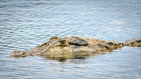 Caiman -3