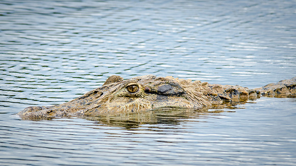 Caiman -3