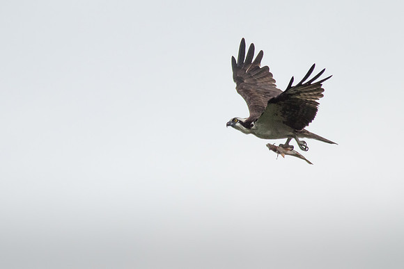 Osprey with Fish