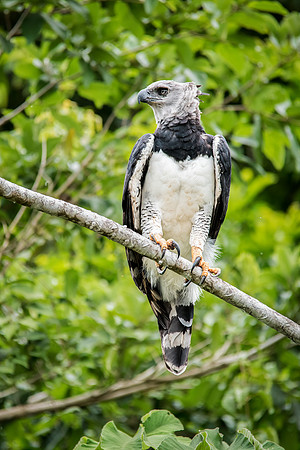 Harpy Eagle Perching -7