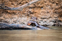 Giant Amazon River Otter - mother with baby -1