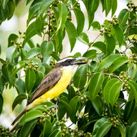 Kiskadee