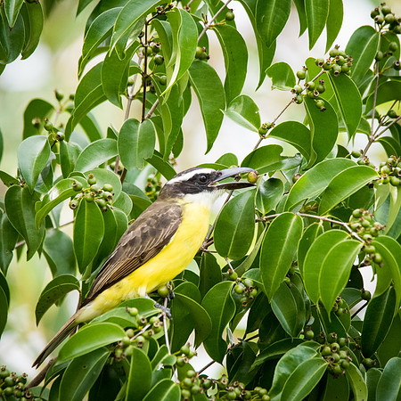 Kiskadee