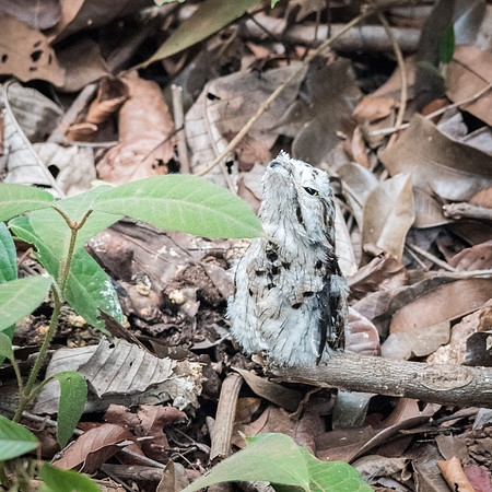 Common Potoo Young -1