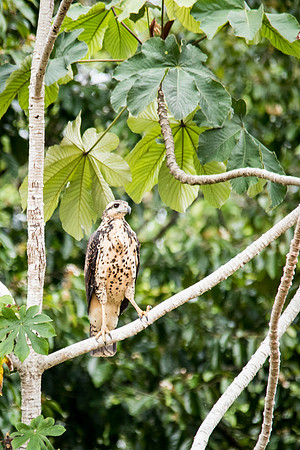 Great Black Hawk (juv.)