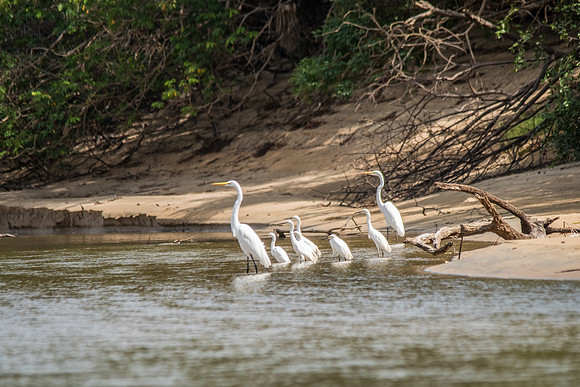 Great Egrets & Little Egrets