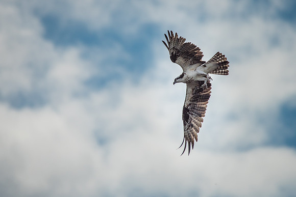 Osprey -2