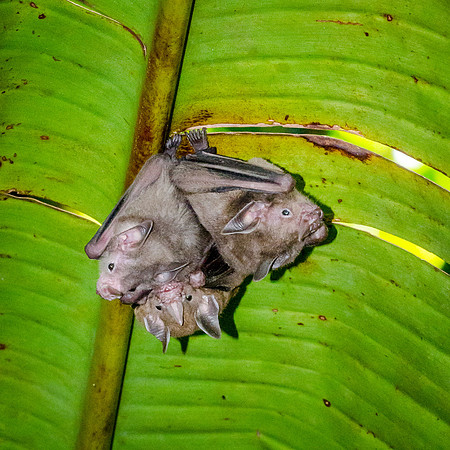 Golden White Lined Bat