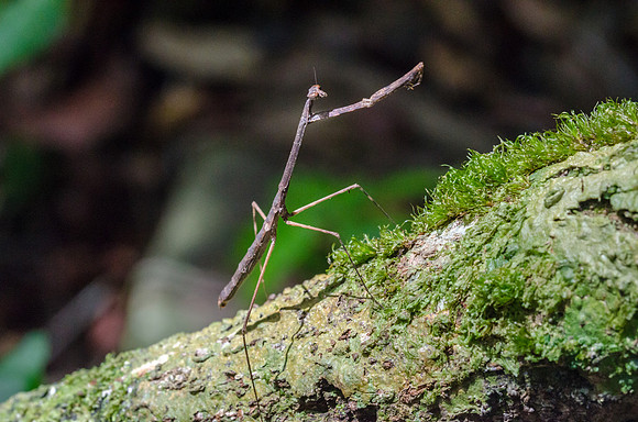 Stick Insect