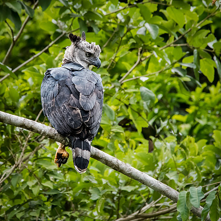 Harpy Eagle Perching -5
