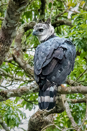 Harpy Eagle Perching -2