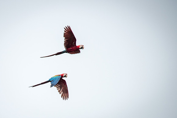 Red & Green Macaws -1