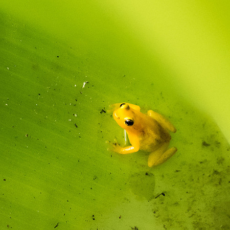 Kaieteur Golden Frog -2