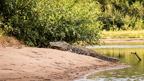 Caiman -6