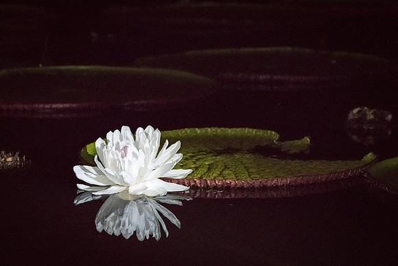 Amazon Lilly -2