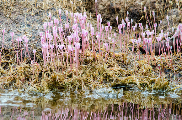 Huya (Mourera fluviatilis) -2